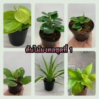 ราคา ต้นไม้มงคล ชุดที่ 1 ไทรช้อนเงินช้อนทอง โชคเก้าชั้นแคระ พลูบราซิลทอง กุหลาบหินด่าง เศรษฐีเรือนแก้ว พลูเหลืองทอง (2987641972)