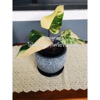 ราคา กระถางดินเผา ทำสี ขนาด8นิ้ว ทรงกลม กระถางใส่ต้นไม้พร้อมจานรอง (5763133325)