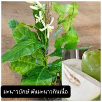 ราคา ต้นมะนาวยักษ์ มะนาวกินเนื้อ ตอนกิ่ง ผลใหญ่มากเนื้อกรอบเหมือนมะละกอ กลิ่นมะนาว (23928892237)