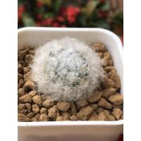 ราคา แมมขนแกะMammillaria bocasana v.multilanata(ลูกดอกชมพู) (6652362735)
