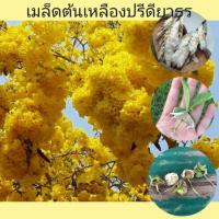 ราคา เมล็ดต้นเหลืองปรีดียาธร (5221970538)