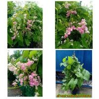ราคา (ขาย ต้นพันธุ์) ต้น ดอก พวงชมพู สีชมพูอ่อน พุ่มใหญ่ๆ เบนซ์ / fadel (7763980260)