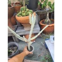 ราคา ยูโฟเบียแลคเทียขาวด่าง สูง 43 cm ส่งแบบถอดกระถาง กระดูกมังกร #ไม้มงคล การเงิน มั่งคั่ง Euphorbia สีขาวอมเขียว สวยงามมาก (11849582721)