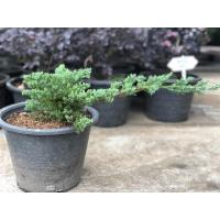 ราคา สนจูนิเปอร์ สนเลื้อยพร้อมกระถาง 10 นิ้ว (14022279106)