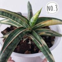 ราคา ต้นลิ้นมังกร Lav. 1970 V. / 1970 ด่าง Sansevieria 1970 V. ฟอร์มสวย ด่างสวยสีจัด หายาก น่าสะสม เลือกต้นได้ ได้ต้นตามภาพ (13870061835)
