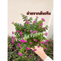 ราคา ต้นหลิว หลิวไต้หวัน ติดดอกทุกต้น พุ่มสวย พร้อมกระถาง รับประกันสินค้า ถ่ายจากต้นจริง (25608234465)