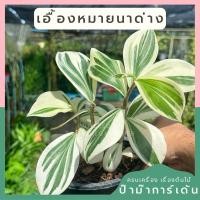 ราคา เอื้องหมายนาด่าง ไม้มงคล (25740391861)