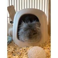 ราคา [ChillSpot] Ceramic Pet House 12" บ้านเซรามิกสำหรับสัตว์พันธุ์เล็กเช่น กระต่ายND หมาปักกิ่ง ปอมทีคัพ แพรรีด็อก ชินชิล่า (22943883852)