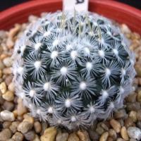 ราคา Mammillaria nana duwei 10เมล็ด.-49บาท❗️ (6174801609)