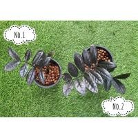 ราคา กวักมรกตดำ พร้อมส่งกระถางพลาสติกดำ (3378092224)