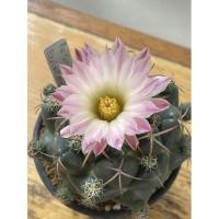 ราคา แคคตัสช้างมีหนาม ไม้เมล็ด (11620478344)