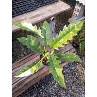 ราคา ฟิโลเดนดรอนใบเลื่อยด่าง ไม้ต้นใหญ่ กระถาง 8" -ไม้ด่าง (4385773828)