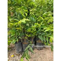 ราคา ต้นโมกพวง ชมพู ต้นกิ่งชำ สูง 50-60 ซม. (24028569404)