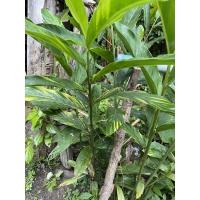 ราคา ข่าด่าง ต้นไม้ด่าง ภาคใต้ (10817773332)