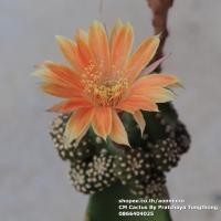 ราคา กระบองเพชร โลบิเวีย Lobivia ไม้กราฟ ดอกสีส้ม ไม้ชุด 3 เมษายน 65 (14270665514)