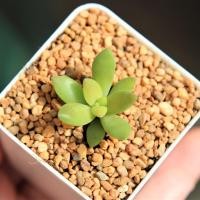 ราคา Sedum Adolphii 2 Inch Single Head กุหลาบหินนำเข้า ไม้อวบน้ำ. Imported Live Succulents plant (4457542442)