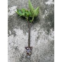 ราคา กิ่งตอน มะเดื่อฝรั่ง Fig พันธุ์ weihai (43301677122)