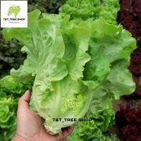 ราคา 1000 เมล็ด ผักกาดหอมอิตาลี ผักกาดหอมอิตาเลี่ยน Italian lettuce seeds (28609015136)