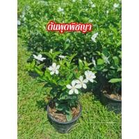 ราคา ต้นพุดพิชญา (กระถาง​ 3-5 นิ้ว)​(1ชุด​ 2​ต้น)​ (9555234039)