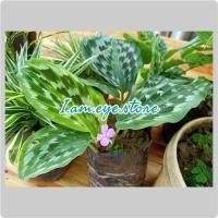 ราคา ว่านนกคุ้ม ว่านมงคล จัดส่งทั้งต้นพร้อมดิน (12511106311)