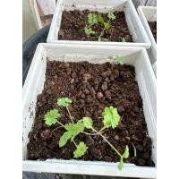 ราคา พลาสเลย์ parsley เพาะต้นอ่อน (29622661344)