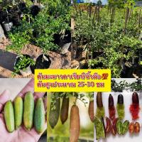 ราคา ต้นมะนาวคาเวียร์ เสียบยอดแท้ (23473142388)