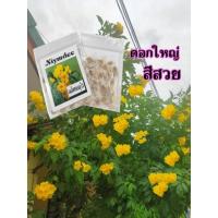 ราคา เมล็ดต้นทองอุไร100เม็ด (16995066853)