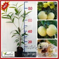 ราคา ต้นชมพู่น้ำดอกไม้ ชมพู่น้ำดอกไม้ Rose Apple ฝรั่งน้ำ ชมพู่ ชมพู่น้ำ มะชมพู่ มะน้ำหอม ชมพู่น้ำ (23178954955)