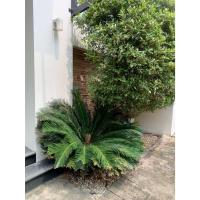 ราคา ต้น ปรงญี่ปุ่น Sago palm พร้อมปลูกในถุงดำ 59 บาท ปรง (24623776710)