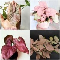 ราคา เงินไหลมาด่างขาว , ชมพู ออมชมพู, ออมชมพูด่าง ออมนาคแดง syngonium ใบสีชมพูสวยหวาน (9243950588)