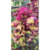 ราคา ฤาษีผสมพันธุ์ปลากัดหลากสีส่งแบบกระถาง 6 นิ้วรากเดินเต็มลำต้นแข็งแรงใบสวยทุกต้น (14331908750)