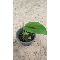 ราคา ต้นว่านเอ็นเหลือง #สมุนไพรไทยหายาก (27986093634)