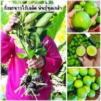 ราคา กิ่งตอนมะนาวไร้เมล็ด พันธุ์ทูลเกล้า ผลใหญ่ เปลือกบาง น้ำเยอะ (28684441339)