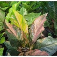 ราคา ต้นโชคเก้าชั้นด่าง โชค9ชั้น กระถาง5-6นิ้ว ไม้มงคล (18191504682)