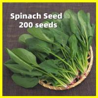 ราคา 200เมล็ด ปวยเล้ง เมล็ดพันธุ์ Spinach Seeds Vegetable Seeds ทานอร่อย เมล็ดปวยเล้ง ปวยเล้งยักษ์ ญี่ปุ่น เมล็ดปวยเล้ง Plant (27980271554)