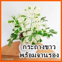 ราคา เล็บครุฑใบด่าง กระถาง 3 นิ้ว ต้นไม้ในร่ม ต้นไม้มงคล ฟอกอากศ (23933663622)
