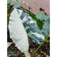 ราคา บอนกระดาดด่างขาว Alocasia Macrorrhizos (11704190999)