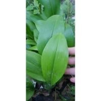 ราคา ว่าน มหาลาภมหาเสน่ห์จัดส่งทั้งต้นสูงประมาณ15ซมแบบชำน้ำตามภาพเลยจ้า (10873584989)