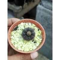 ราคา แคคตัส แฟเรีย Frailea castanea v.nitens ไซด์แม่พันธ์ุ (3294556245)