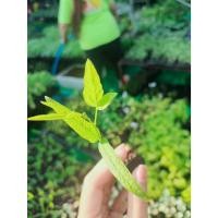 ราคา ต้นกล้า ถั่วมะแฮะ มะแฮะต้น ถั่วแระต้น ถั่วแรด ถั่วแระ ถั่วแฮ Pigeon pea พร้อมปลูก กล้าละ 10บาทซื้อ 10แถม 2ต้น ถั่วแรด (24378805477)