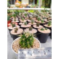 ราคา ถังทองแคคตัสไซต์เล็ก (3453504007)