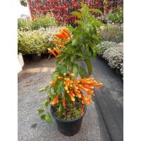 ราคา ต้นดอกพวงแสด กระถางแขวน (19476187292)