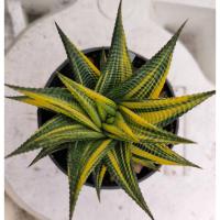 ราคา ม้าเวียนด่าง ฮาโวเทีย Haworthia limifolia variegated ไม้อวบน้ำ cactus&succulent (17696917958)