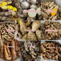 ราคา รวมหัวว่านสมุนไพร ว่านไพลสด ขมิ้นชันสด ขมิ้นอ้อยสด ว่านนางคำสด ว่านชักมดลูกสด กระชายดำ (26314341827)