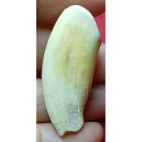 ราคา เครื่องรางเขี้ยวหมู ไม่ทราบที่ (24674107387)