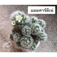 ราคา แมมคามิเน่ คามิเน่ คาร์มิเน่ แมมคามิเน่ขาว แมมคามิเน่เหลือง แมมคามิเน่แดง คามิเน่บุดดา แมม คามีเน่ Mammillaria carmenae (15753363554)