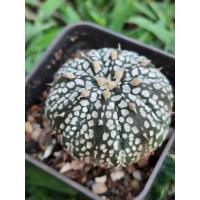 ราคา เอสโตรไฟตัม แอสโตรไฟตัม แอสทีเรียส หน้าสวยมาก (23770997419)