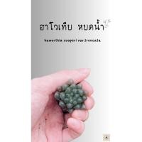 ราคา ฮาโวเทีย หยดน้ำUSA haworthia cooperi var.truncata (5674550268)