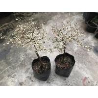 ราคา ☘️ทับทิมสยาม☘️ หูกระจงด่างแคระ (8218366797)