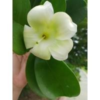 ราคา ต้นแก้วมุกดา.แก้วมุกดา.ถ่ายจากสถานที่จริง.ไม้พุ่มดอกหอม.จัดสวน.ดูแลง่ายปลูกครั้งเดียว.ชอบดินชื้นแดดครึ่งวัน. (25470644000)